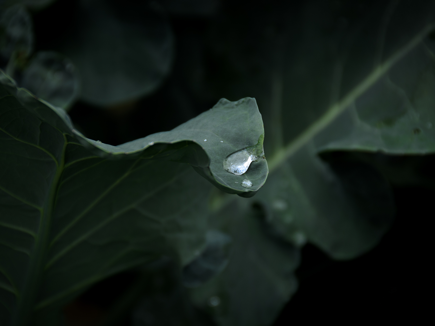 detail shot of a leaf with a drop of water