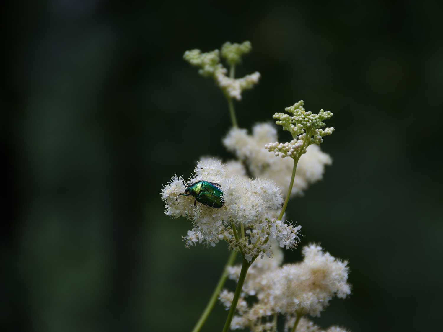 detail shot of a green shiny beetle on white flowers