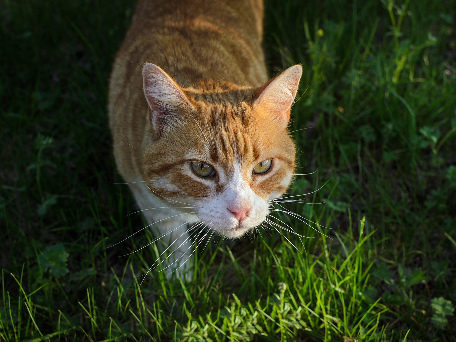 closeup shot of a white and orange cat in the grass